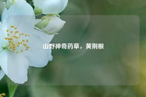 山野神奇药草，黄荆根
