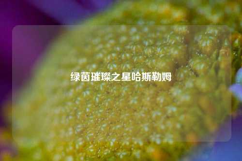 绿茵璀璨之星哈斯勒姆