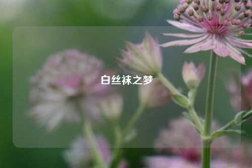 白丝袜之梦