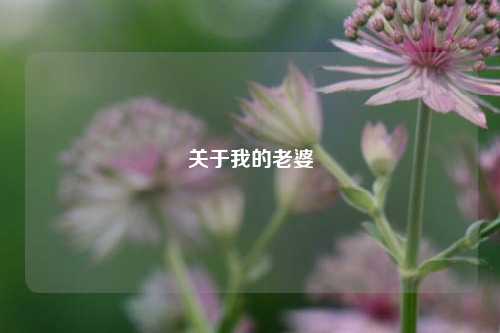 关于我的老婆