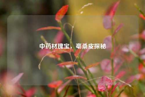 中药材瑰宝，亳桑皮探秘