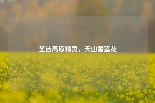 圣洁高原精灵，天山雪莲花